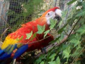 Lost Macaw