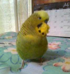 Lost Budgerigar