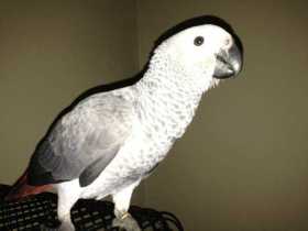 Lost African Grey