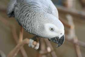 Lost African Grey