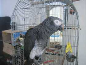 Lost African Grey