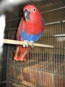 Lost Eclectus