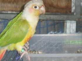 Lost Conure