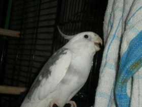 Lost Cockatiel