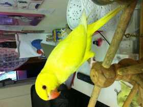 Lost Indian Ringneck Parakeet