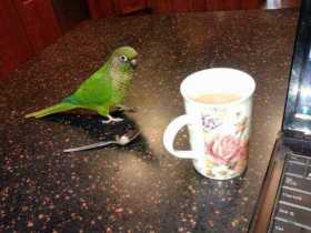 Lost Conure