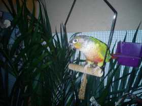 Lost Conure