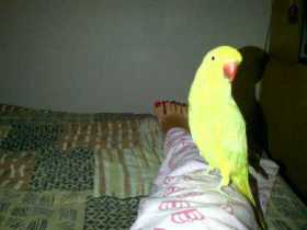 Lost Indian Ringneck Parakeet