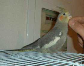 Lost Cockatiel