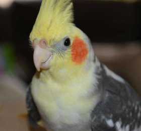 Lost Cockatiel