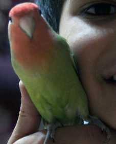 Lost Lovebird