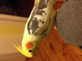 Lost Cockatiel