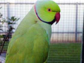 Lost Indian Ringneck Parakeet