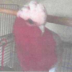 Lost Galah Cockatoo