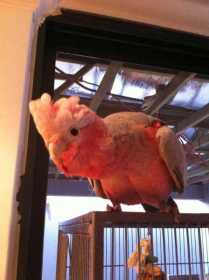 Lost Galah Cockatoo