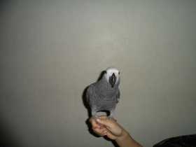 Lost African Grey