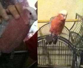 Lost Galah Cockatoo