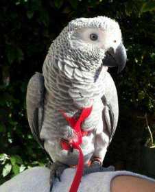 Lost African Grey