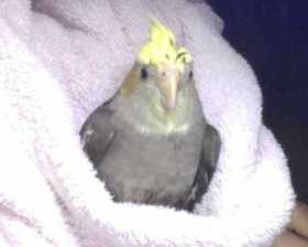 Lost Cockatiel