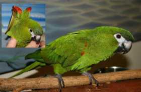 Lost Macaw