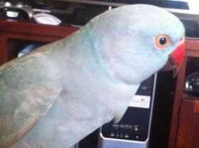 Lost Indian Ringneck Parakeet