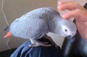 Lost African Grey