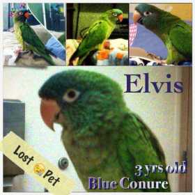 Lost Conure