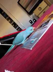 Lost Indian Ringneck Parakeet