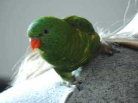 Lost Lory / Lorikeet