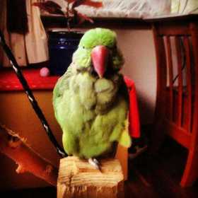 Lost Alexandrine