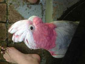 Lost Galah Cockatoo