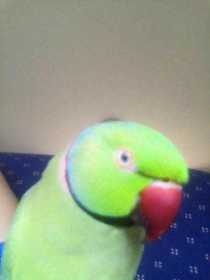 Lost Indian Ringneck Parakeet