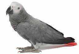 Lost African Grey