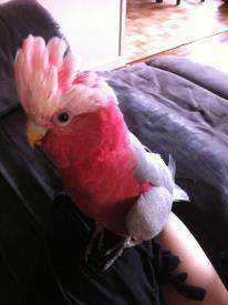 Lost Galah Cockatoo