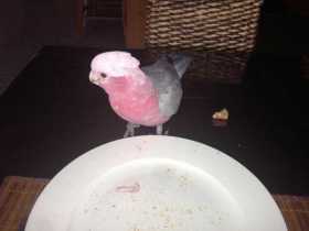 Lost Galah Cockatoo