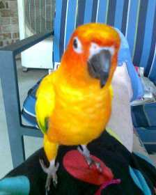 Lost Conure