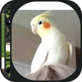 Lost Cockatiel