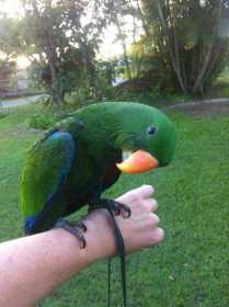 Lost Eclectus