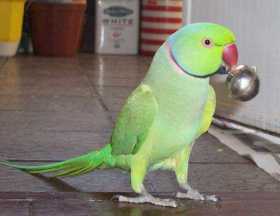 Lost Indian Ringneck Parakeet