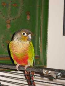 Lost Conure