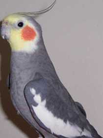 Lost Cockatiel