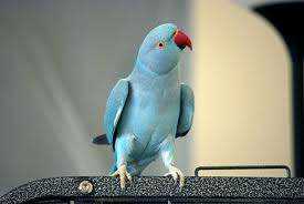 Lost Indian Ringneck Parakeet