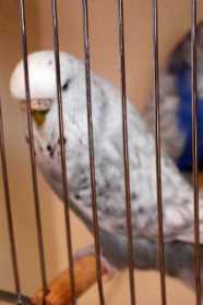 Lost Budgerigar