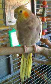 Lost Cockatiel