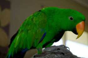 Lost Eclectus