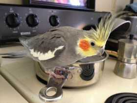 Lost Cockatiel