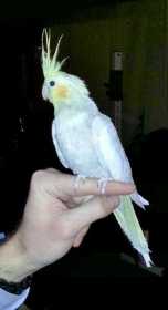 Lost Cockatiel