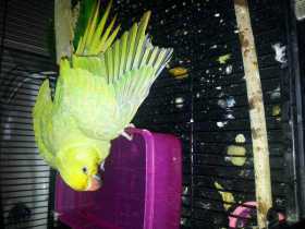 Lost Indian Ringneck Parakeet