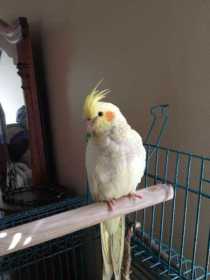 Lost Cockatiel