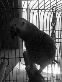 Lost African Grey